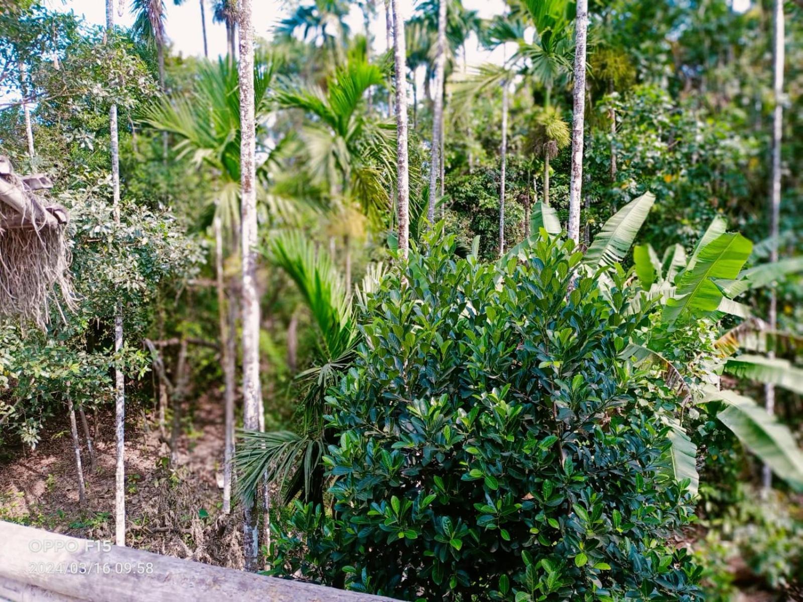 Streaming Valley Independent Coffee Estate Stay Madikeri Εξωτερικό φωτογραφία